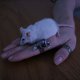 Two rings that I pretty much wear on a daily basis. Luckily one of my mice, Pepper, decided to be a dear and pose for the picture.